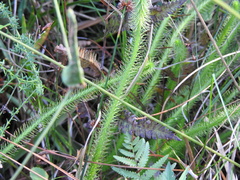 Lycopodiella