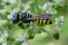 Ectemnius lapidarius