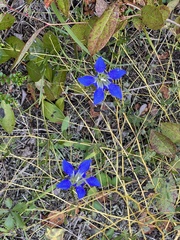 Gentiana autumnalis