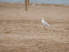Ichthyaetus melanocephalus