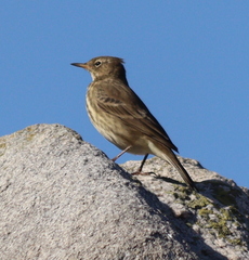 Anthus petrosus