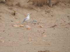 Ichthyaetus melanocephalus