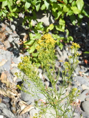 Euthamia occidentalis