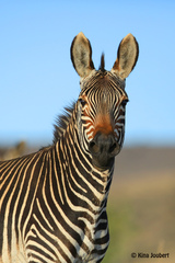 Equus zebra zebra