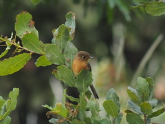 Empidonax fulvifrons