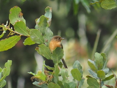 Empidonax fulvifrons