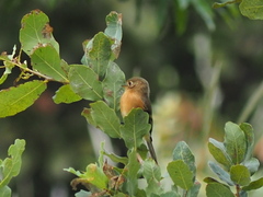 Empidonax fulvifrons