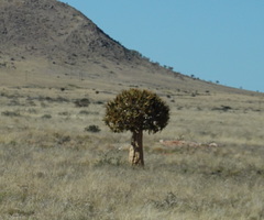 Aloidendron dichotomum