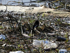 Hymenops perspicillatus