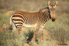 Equus zebra zebra