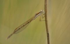 Sympecma fusca
