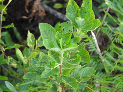 Clethra