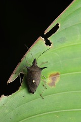 Proxys albopunctulatus