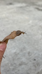 Bradybaena similaris