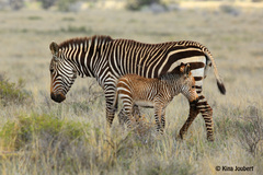Equus zebra zebra