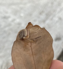 Bradybaena similaris