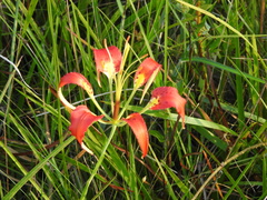 Lilium catesbaei