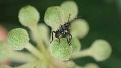 Halyomorpha halys