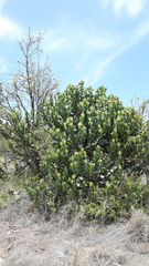 Euphorbia cooperi