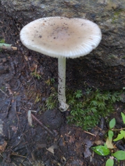 Amanita rhacopus