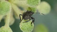 Halyomorpha halys