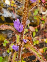 Campanula cervicaria