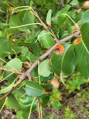 Pyrus communis