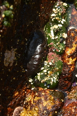 Actiniidae