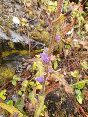 Campanula cervicaria