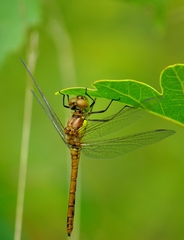 Sympetrum striolatum