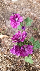 Malva sylvestris mauritiana