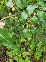 Pyrus communis