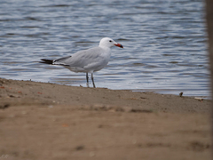 Ichthyaetus audouinii