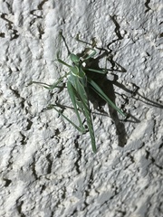 Insara elegans