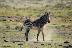 Equus zebra zebra