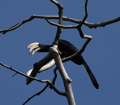 Anthracoceros malayanus