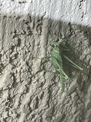 Insara elegans