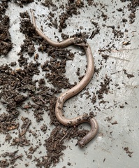 Tantilla calamarina