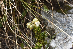 Phyllodoce glanduliflora