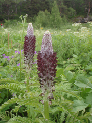 Pedicularis atropurpurea
