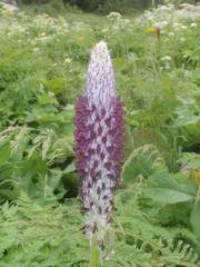 Pedicularis atropurpurea