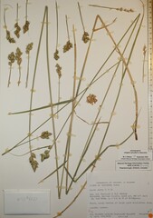 Carex alata