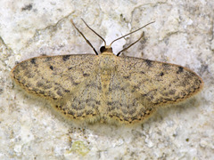 Idaea consolidata