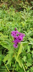 Vernonia fasciculata