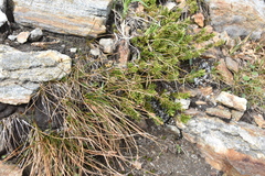 Juncus drummondii