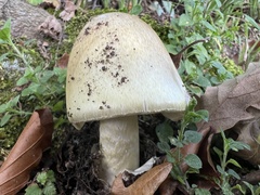Amanita phalloides
