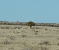 Aloidendron dichotomum