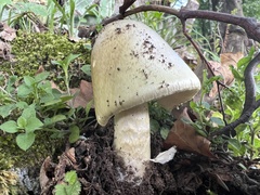 Amanita phalloides