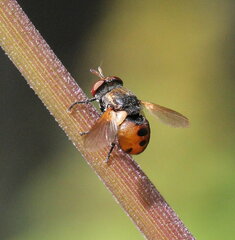 Gymnosoma