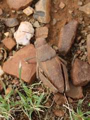 Trachypetrella anderssonii